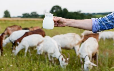 The Journey of Our Goat’s Milk Products