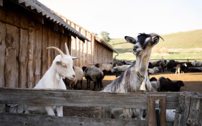 The Natural Wonders of Goat’s Milk: A Treasure for Your Skin