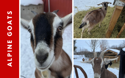 Dairy Goats: Getting to Know Alpine Goats