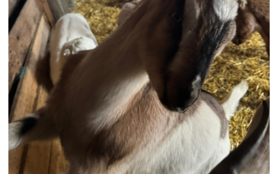 Dairy Goats: Understanding the Different Breeds