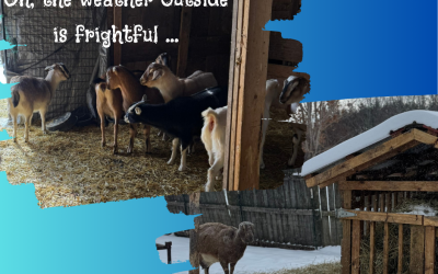 How We Care for Our Goats During the Winter Months