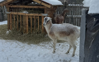 Why Snow on a Goat Isn’t a Bad Thing