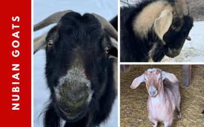 Dairy Goats: Getting to Know Nubian Goats
